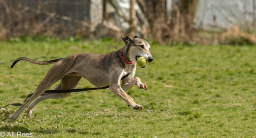 Please retweet to help Merlin find a home #CARMARTHENSHIRE #Wales 
🔷AVAILABLE FOR ADOPTION, REGISTERED BRITISH CHARITY 🔷
Saluki cross, he's been waiting for a home for about 2 years!  The handsome Merlin came in from the pound as an unclaimed stray. Merlin is around 4years old