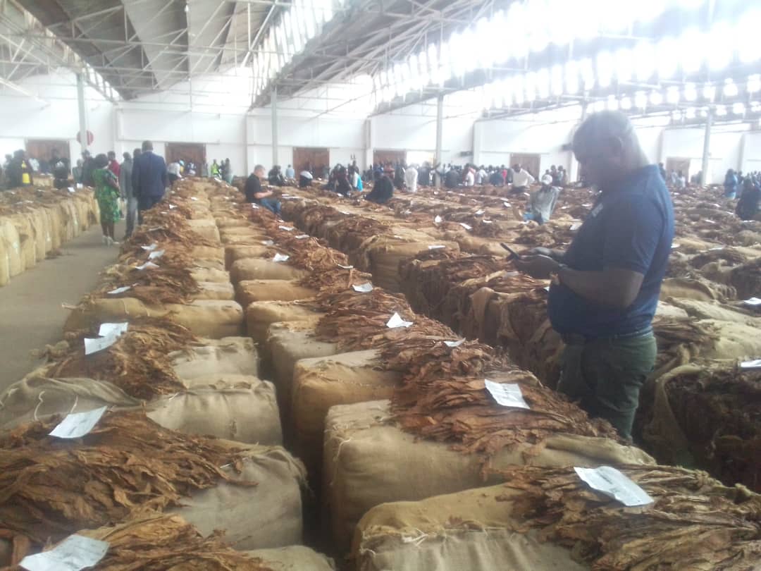 The southern region tobacco market opened on a high note today, with the maximum price hitting $3.11 per kilogram (kg) at the Limbe Tobacco Auction Floors. Growers expressed excitement with the prices offered as the minimum on opening day was $2.20 per kg. #NationOnline