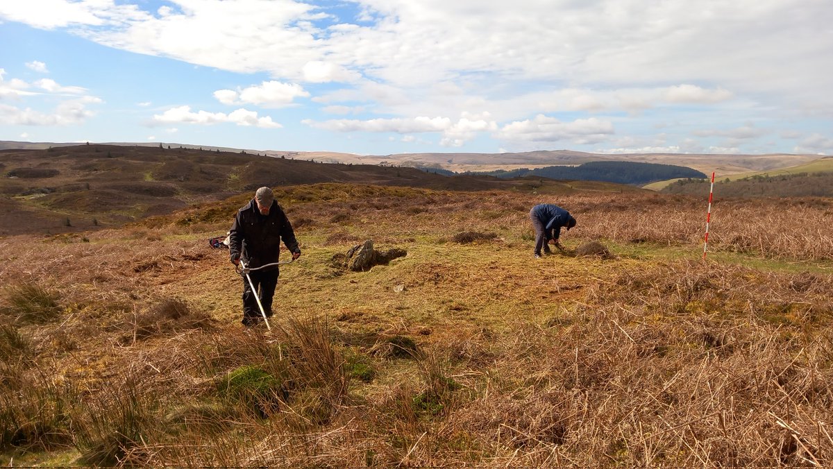 Mountain views, skylarks, and the smell of 2 stroke.  Clearing back vegetation for improved visibility and interpretation of a #BronzeAge cist with @timescapearch high above the @Elan_Valley