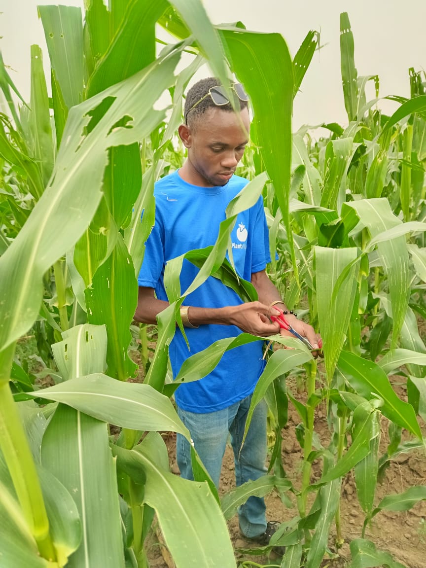 PlantVillage Burkina Faso field officers are actively collecting Spodoptera frugiperda eggs which will be bred in the lab for the mass production of #parasitoids. Parasitoids have been proven to be an effective biological control measure against fall armyworms 🐛🛡️🌽