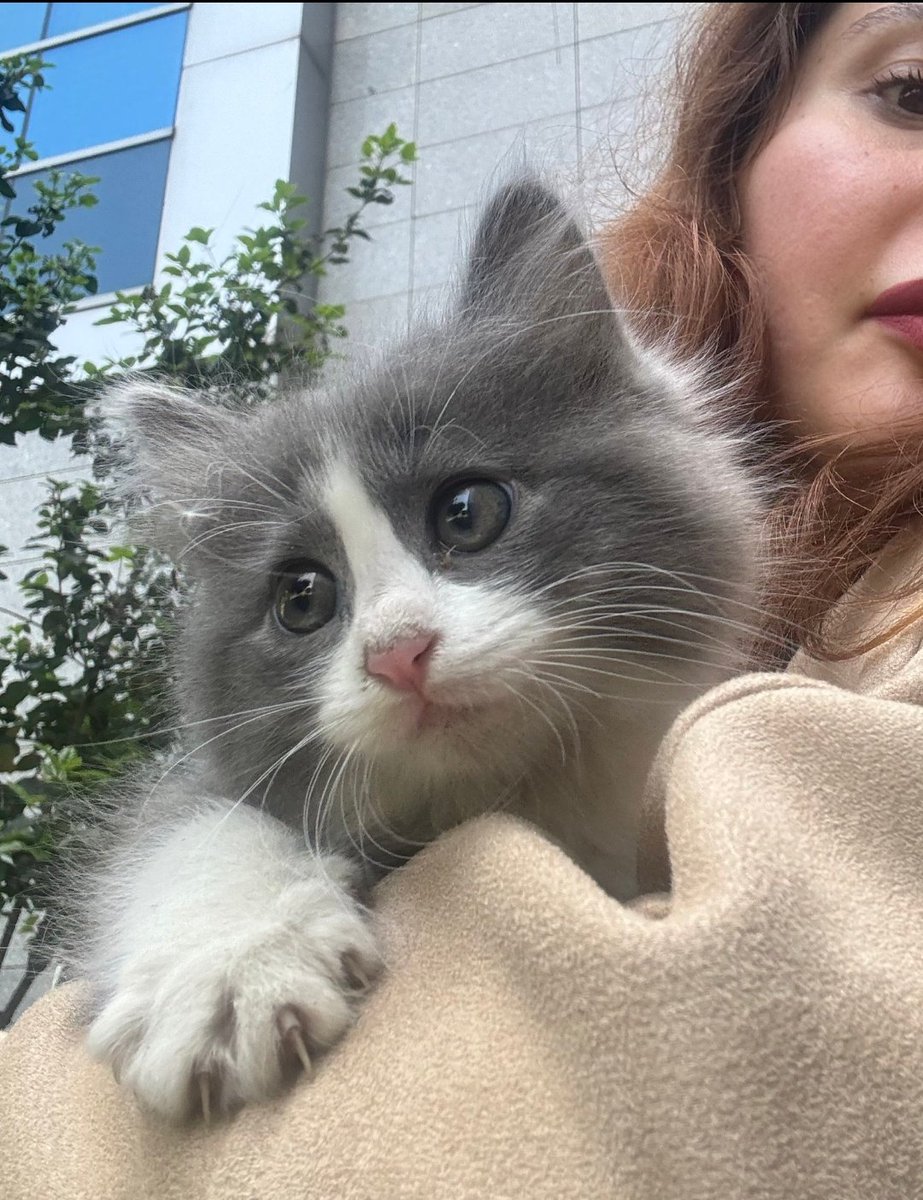 Güzelliğe bakarmisiniz 😍🧿 Sokakta Diğer kedilerden dayak yiyormuş Acil İstanbul içi yuva ariyor