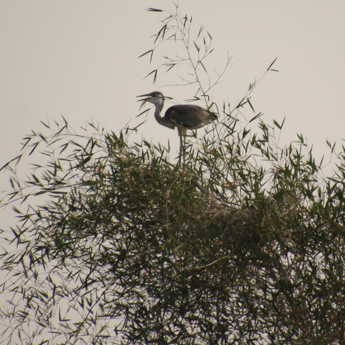 Raghavendra B Pachhapur tweet media