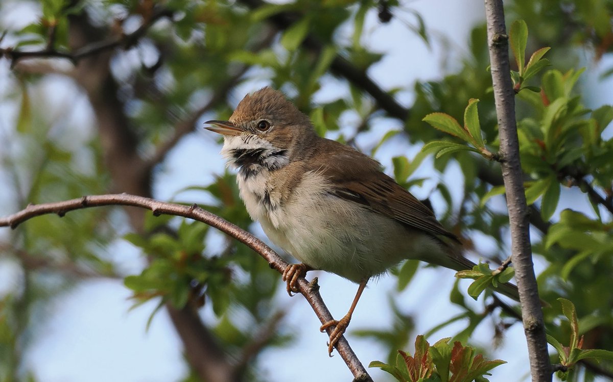 A Common Whitethroat near Bramfield. I thought this was a female until it started singing, it was browner than most males I’ve seen. ⁦@Hertsbirds⁩ ⁦@HMWTBadger⁩