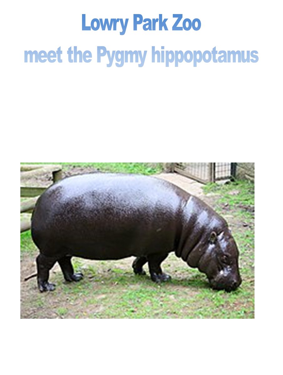 Lowry Park Zoo meet the Pygmy hippopotamus