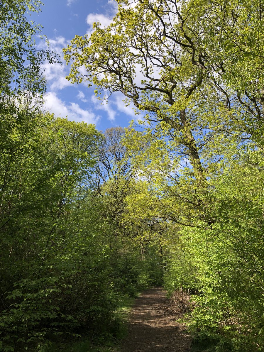 GonzotheCat1's tweet photo. The woodpeckers are woodpecking, the bees are waking up #springwoods https://t.co/NIMorAkta4