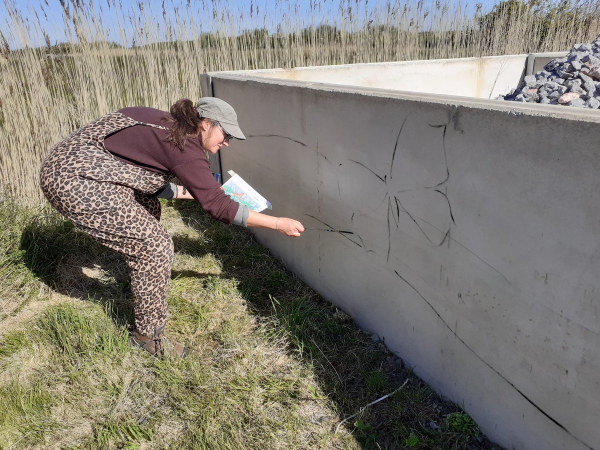 Today @AlisontheArtist has started work on our new mural near the willow cow sculptures. Do drop by and say hello if you are passing, you may even be handed a paintbrush!