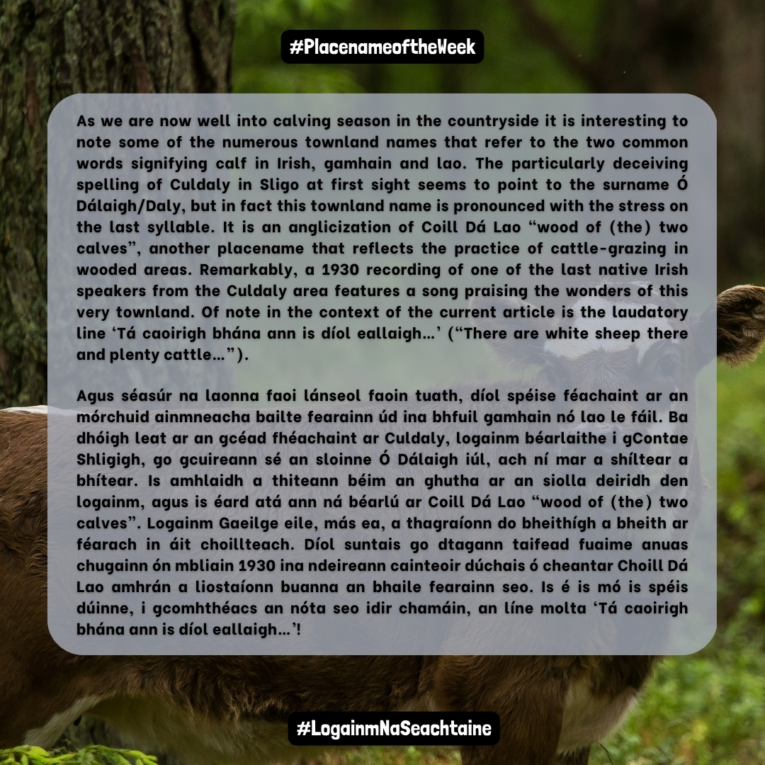 #LogainmnaSeachtaine @logainm_ie Culdaly/Coill Dá Lao “wood of (the) two calves” Co. Shligigh🐄 Séasúr na laonna againn, díol spéise féachaint ar an mórchuid ainmneacha bailte fearainn úd ina bhfuil gamhain nó lao le fáil. (#45533) Breis eolais anseo logainm.ie/ga/teamai