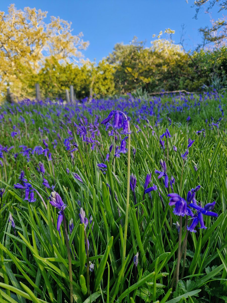 Spring has well and truly sprung at Bedgebury Pinetum 💙 With swathes of bluebells, colourful blossom and fresh new growth around every corner, who's planning a visit? 👋