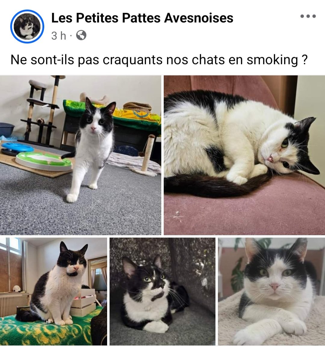 Ne sont-ils pas craquants nos chats en smoking ?
facebook.com/share/p/Q5uvQV…
#lespetitespattesavesnoises #avesnessurhelpe #association #adoption #chat #sos #famille #aulocalaujourdhui 
#avisderecherche #chatperdu #solidarité #chatensmoking