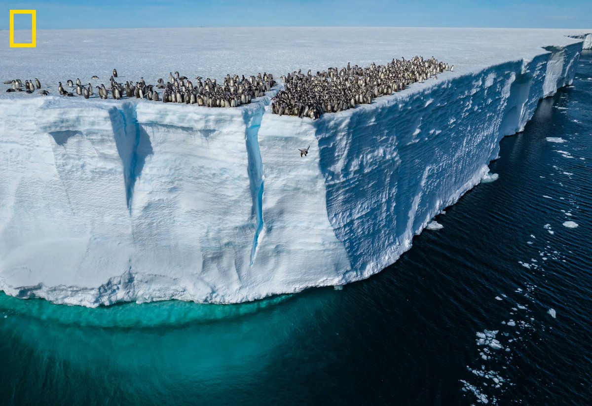 LUDDblog's tweet photo. Un dron captura por primera vez el salto desde un acantilado de centenares de pingüinos emperador https://t.co/62RDLmALKr https://t.co/vZ6Nnl9h6I