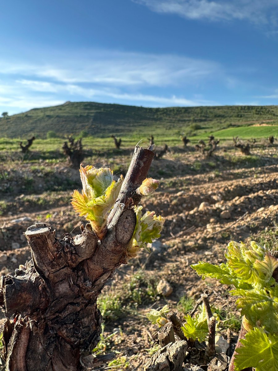 Bodegas Peñafiel tweet media