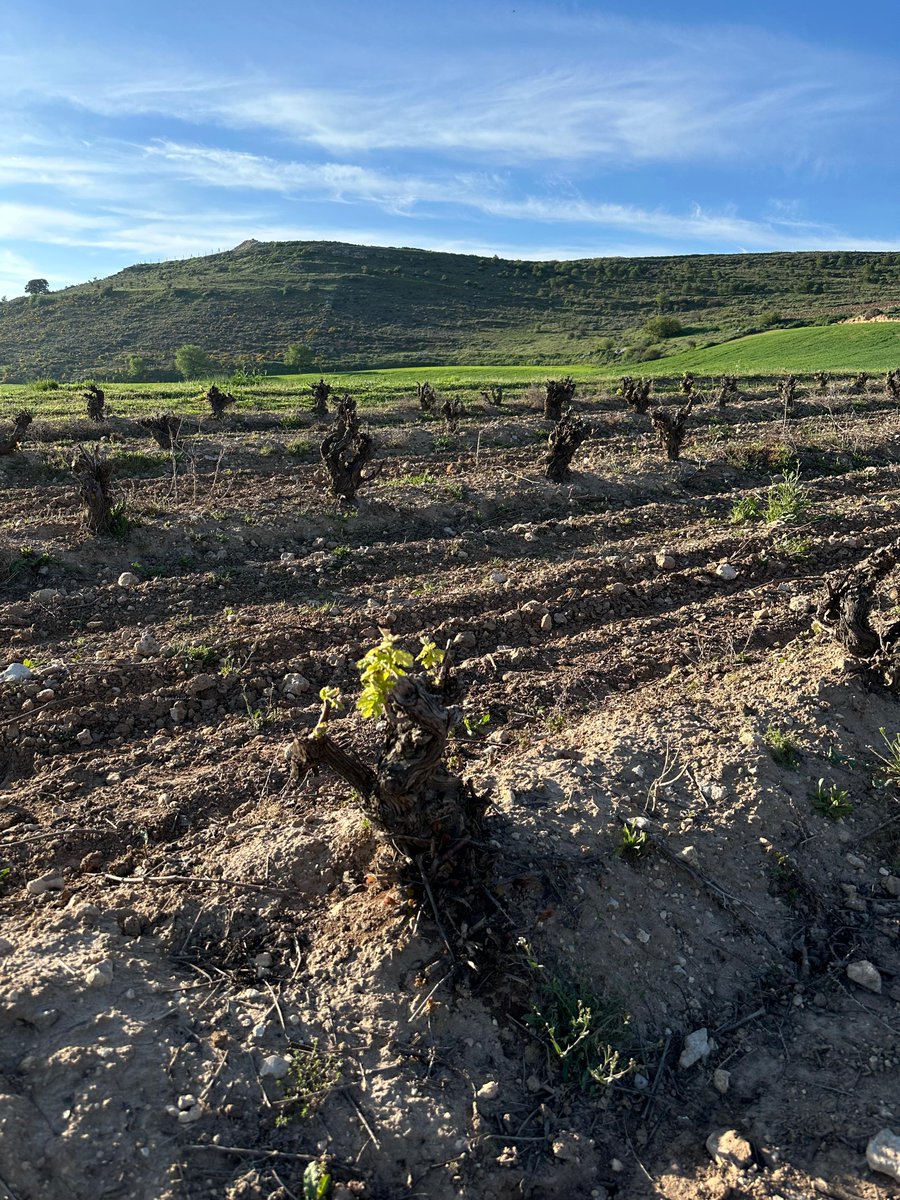 Bodegas Peñafiel tweet media