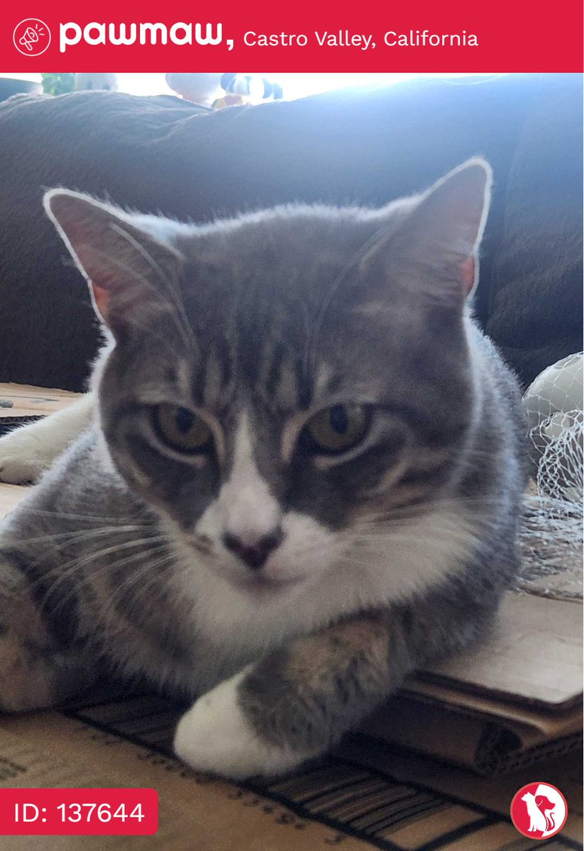 Mary - Lost Cat in Castro Valley, California, 94546

More Details:
pawmaw.com/lost-mary/1376…

#LostPetFlyer #pawmaw
#LostDog #LostPet #MissingDo
#LostCat #LostPetFlyer #FoundPet