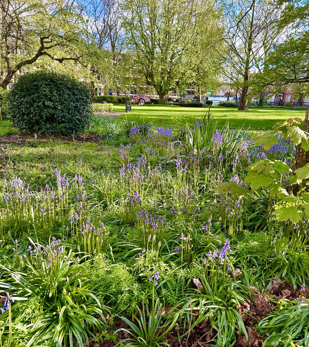 On my walk home yesterday, leaves appearing on the trees and beautiful bluebells. Sun was shining and I even managed to dodge the heavy shower.