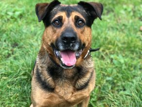 #forgottensoulshour Kilo 8 yr old GSD x Rottie in #Essex he's a sweet boy, seems fine with dogs, more info/adopt him from @gsrescueelite UK