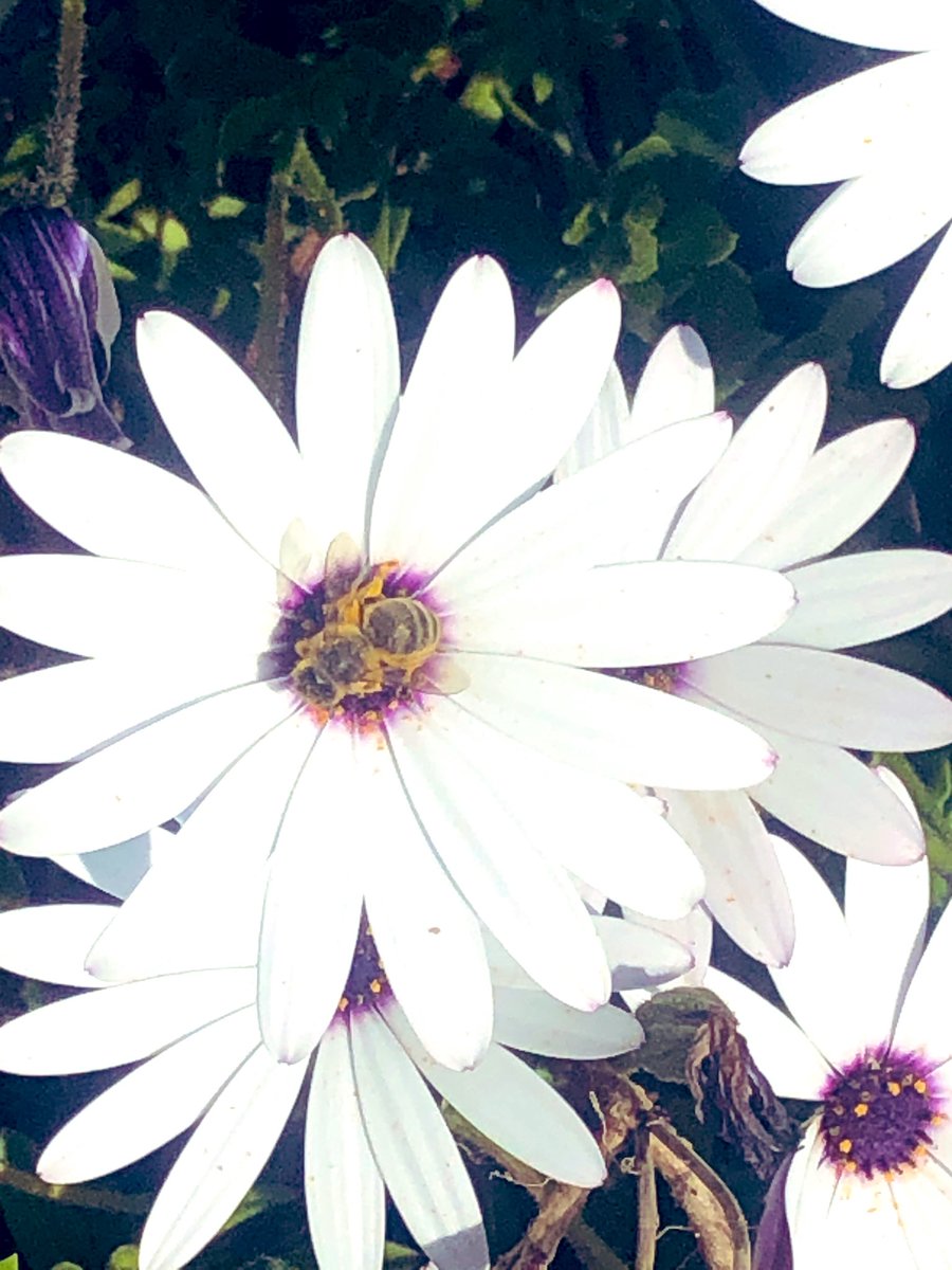 zeLaure_'s tweet photo. G lorieuse #Lumière 
R ayonnante de #Dix #Mille #Soleils 
A ux #Lettres #Douces 💫te Parant 
T oute Ma #Gratitude 
I nstant d’#Union 
T oi #PrésenceIAM ✨l’#Amour #Divin 
U ne #Composition #Universelle 
D’#Électrons #Pure #Substance 
E cho de La #Vie à La #Vie 
EN LA VIE
#Love https://t.co/vcMgS5Bc41