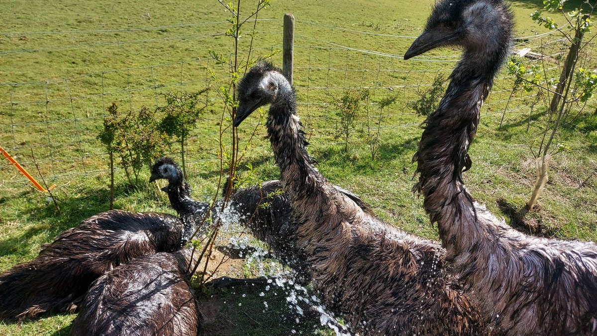 I was trying to water the newly-planted willow sapling before the emus flopped round it demanding showers 💦 #WaterBabies