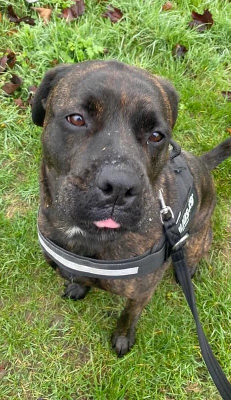 #forgottensoulshour Peggy 4 yo Rotti cross, she had a poor start in life needs an experienced home to give her boundaries and structure or she will guard, need several visits to build a bond and show her affectionate side, more info/adopt her from @lasthopeanimale UK