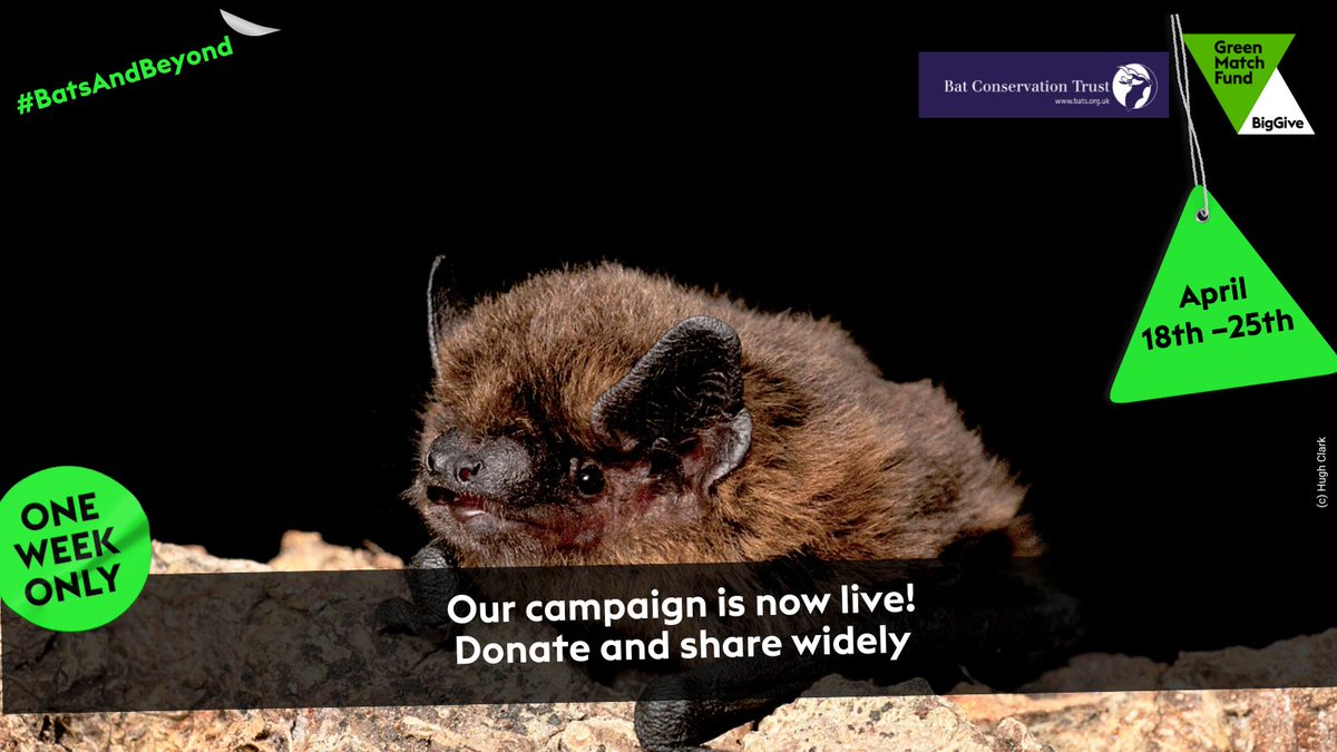 The #BatsAndBeyond campaign is now live! For 1 week only (until 25 April) @BigGive will DOUBLE every donation up to £10,000. Donations must be made via this page: donate.biggive.org/campaign/a0569… Every donation, large or small, counts. If you can’t donate, please share #GreenMatchFund