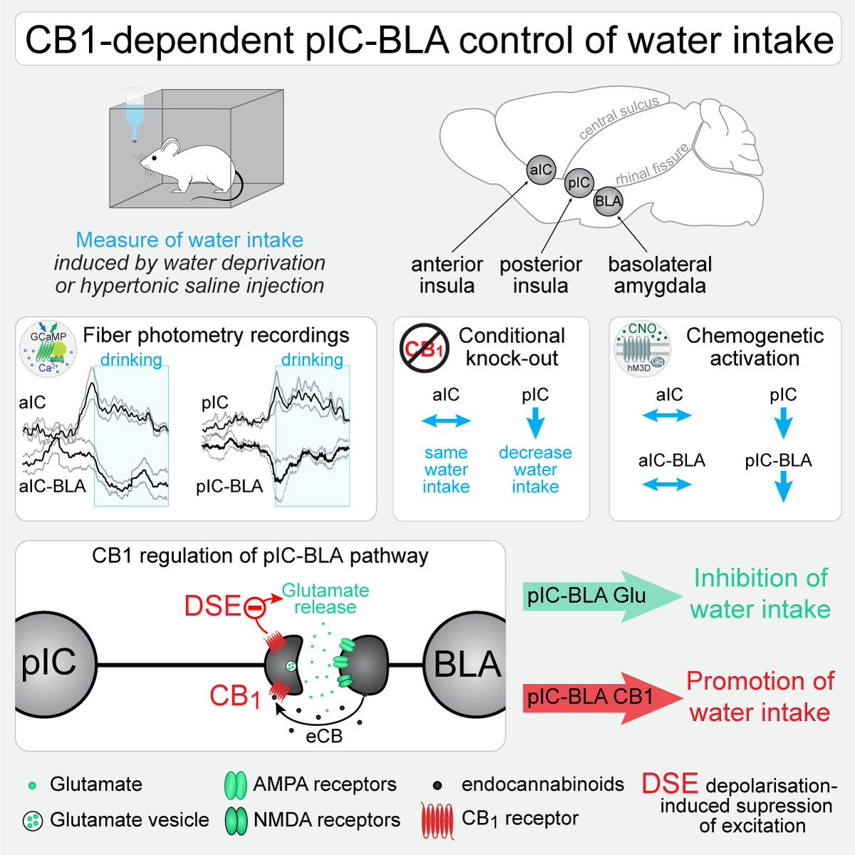 Proud of the work of @zhezhao2017 et al., just out in @CurrentBiology ! cell.com/current-biolog…