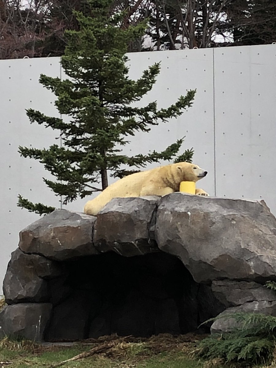 岩場の上で休む
リラちゃんでこんばんは
今日のリラちゃん
少し汚れていました
#ホッキョクグマ
#polarbear
#デナリとララの仔
#リラ
#円山動物園