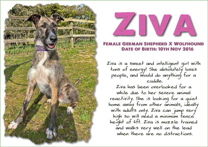 #forgottensoulshour Ziva 6 yr old GSD x Wolfhound, she's a sweet intelligent girl who has loads of energy, loves people and cuddles, needs adult only pet free home as very reactive to other animals, more info/adopt her from @HillsideAnimals UK