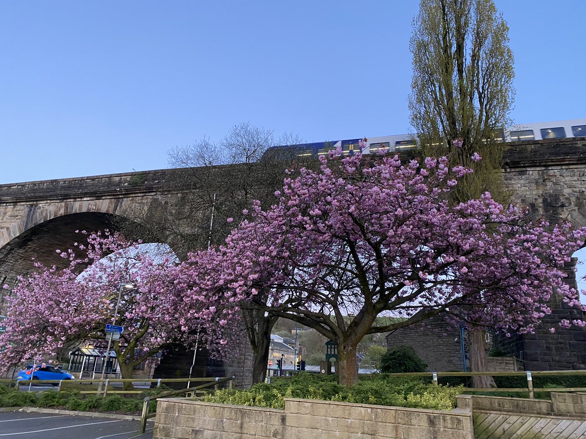 Blossom trees and a train in Todmorden #blossom #train #viaduct #Todmorden #YORKSHIRE