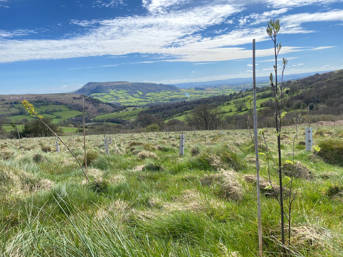 Spot of tree maintenance up here today, with the cuckoo.