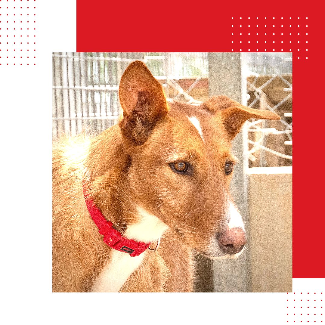 #forgottensoulshour Merlin 3 yr old Podenco, he's a timid boy and would benefit from a calm home so older children if any, you will need to be patient and earn his trust, but it's worth the wait, more info/adopt him from @ShelterAkira UK/EU