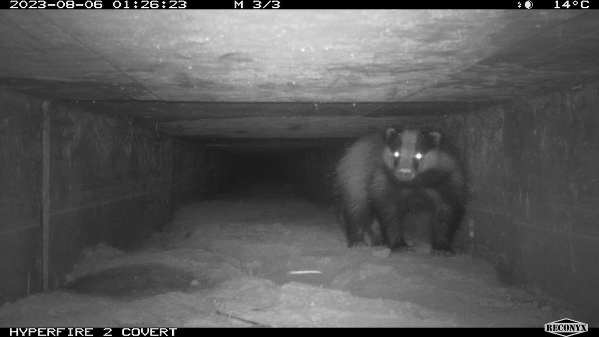 #JeudiPhoto 📸Les « écoponts », aussi appelés « passages à faune » se développent au-dessus de nos autoroutes pour permettre aussi à la faune sauvage de traverser en toute sécurité. 
📷 : <a href="/VINCIAutoroutes/">VINCI Autoroutes</a>
👉🏽30millionsdamis.fr/actualites/art…