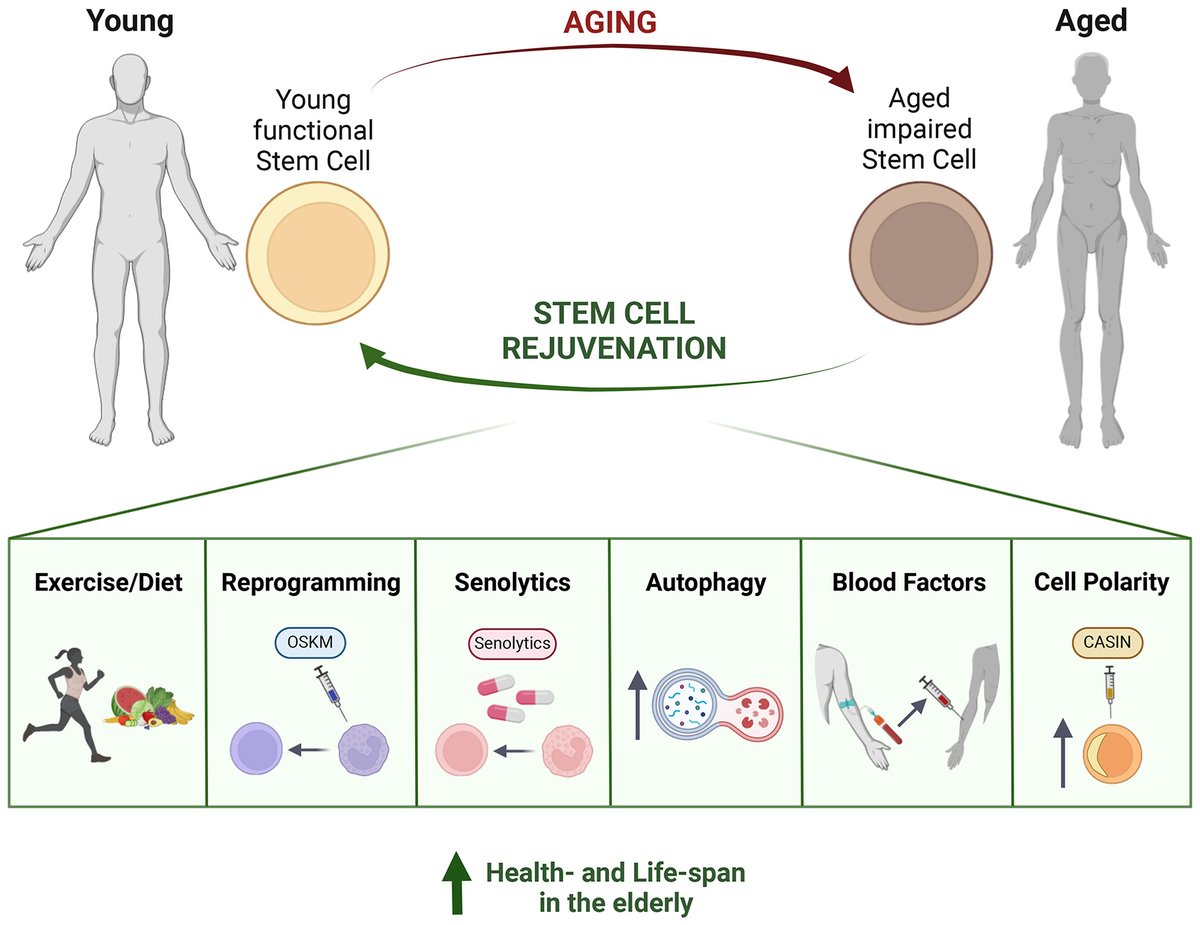 ⌛️ The fountain of youth: how do we rejuvenate aged stem cells? In a recent article published in FEBS Letters, M. Carolina Florian reviews work on improving the regenerative capacity of aged somatic cells ⏳ doi.org/10.1002/1873-3…