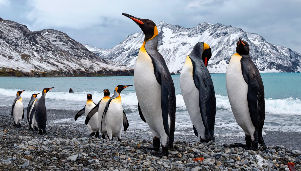 Today 25 April is #WorldPenguinDay! Celebrate by learning about different types of animals here: tinyurl.com/2uuzmctw #primary #teachertwitter #ukedchat #STEMeducation