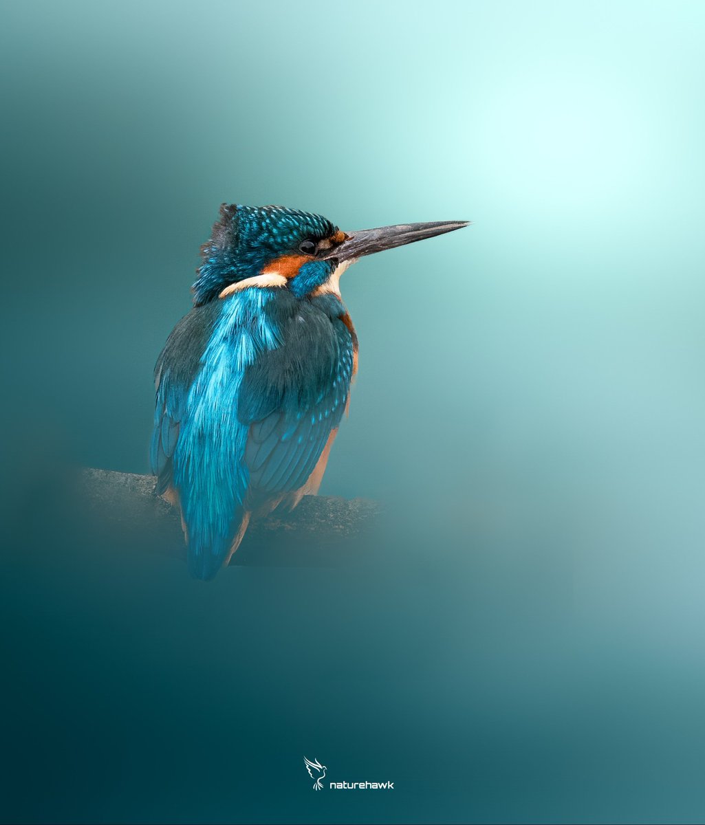 Had a photo shoot along the river...turned out to be the river of dreams... Captured with @NikonEurope Z8 & 500mm pf f5.6 #BirdsOfTwitter @UKNikon