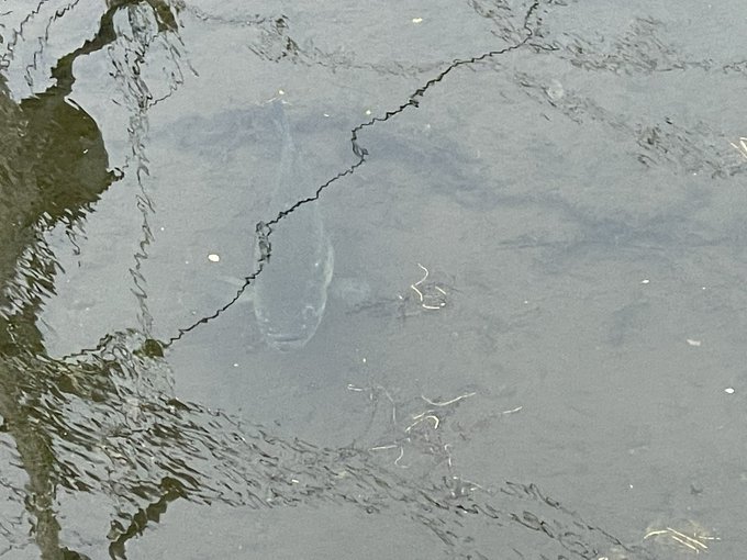 でかいバス https://t.co/UIkhBGdgEL