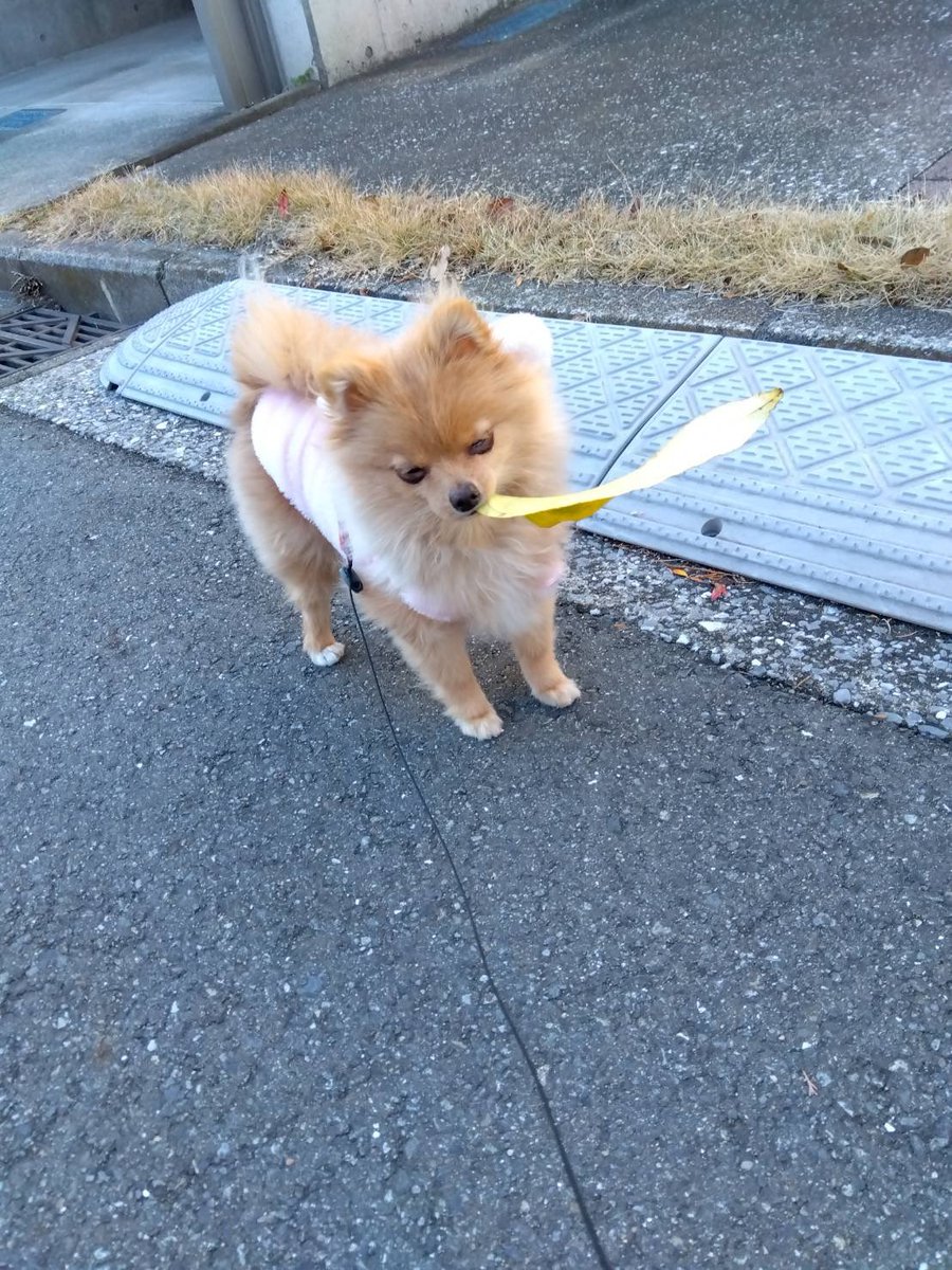ocariii7_'s tweet photo. おばあちゃんちに新しくやってきた犬らしく
定期的に何か咥えてる写真が送られてくる🐶 https://t.co/N6CZGkZEul
