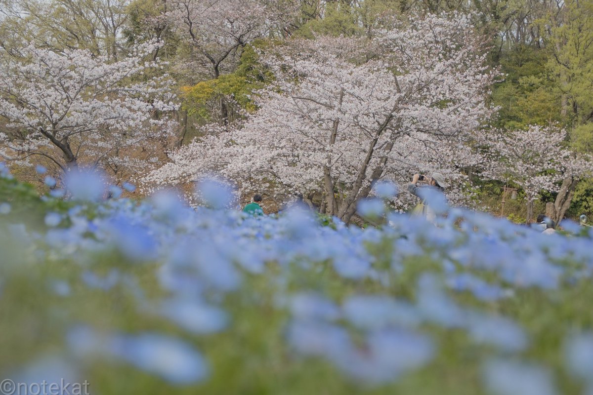 春色二色✨

神奈川県 三ツ池公園
2024.4