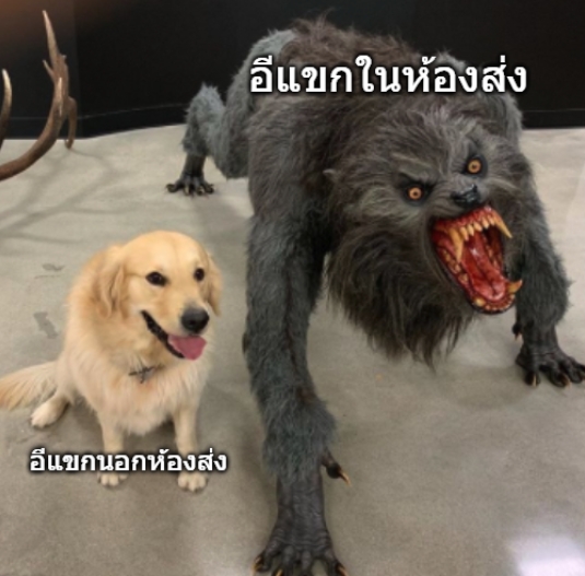 ptpbetrayalsus's tweet photo. @SleeplessBKK ก็คนมันกระจอกอ่ะครับ https://t.co/xKNmkORo3J