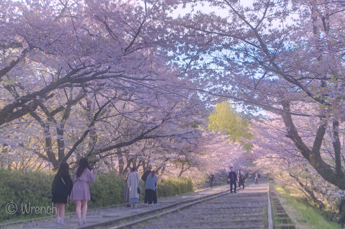 #蹴上インクライン #京都 #関西カメラ部 #一眼レフ #カメラ #Nikon #D780 #キリトリセカイ #桜 #私とニコンで見た世界 #サクラ #ソフトフィルター #線路 #さくら #写真好きな人と繋がりたい #桜 #朝焼け #cherryblossom #sakura