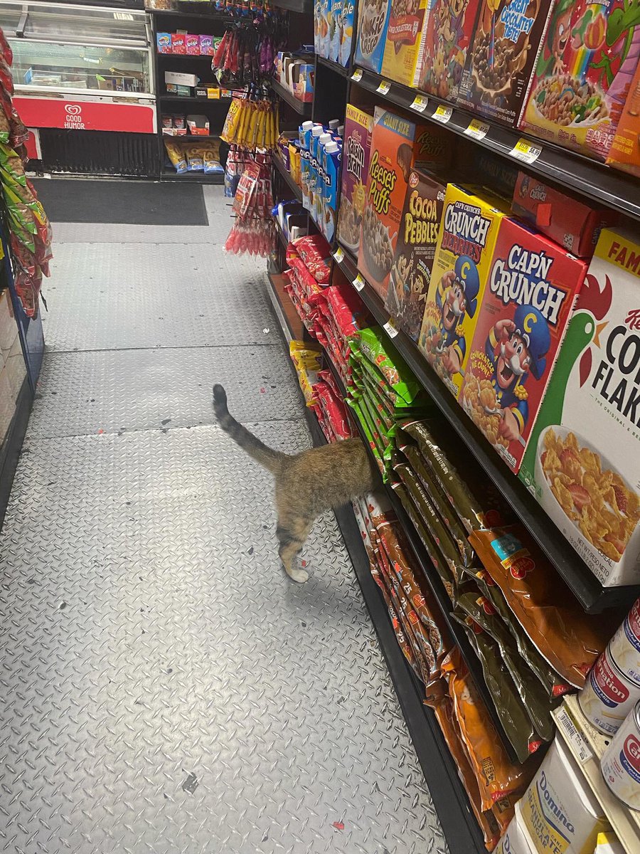 Bodega Cats (@Bodegacats_) on Twitter photo 2024-04-18 10:25:47