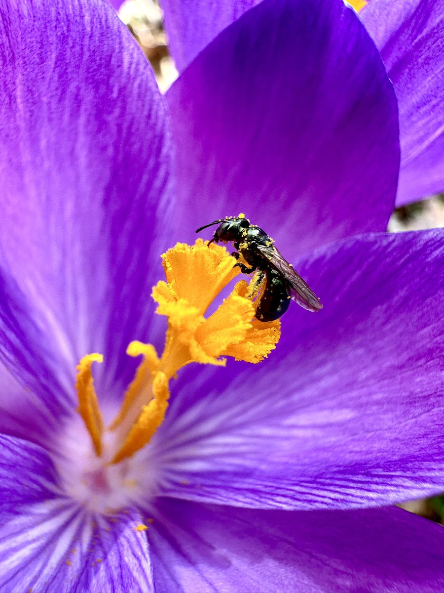 It's #InsectThursday, and I’m buzzing with excitement to see your best shots of insects on flowers. 

QP/Share your most captivating photos of bees, butterflies, beetles, or any other creepy-crawlies you've captured in action on a flower.