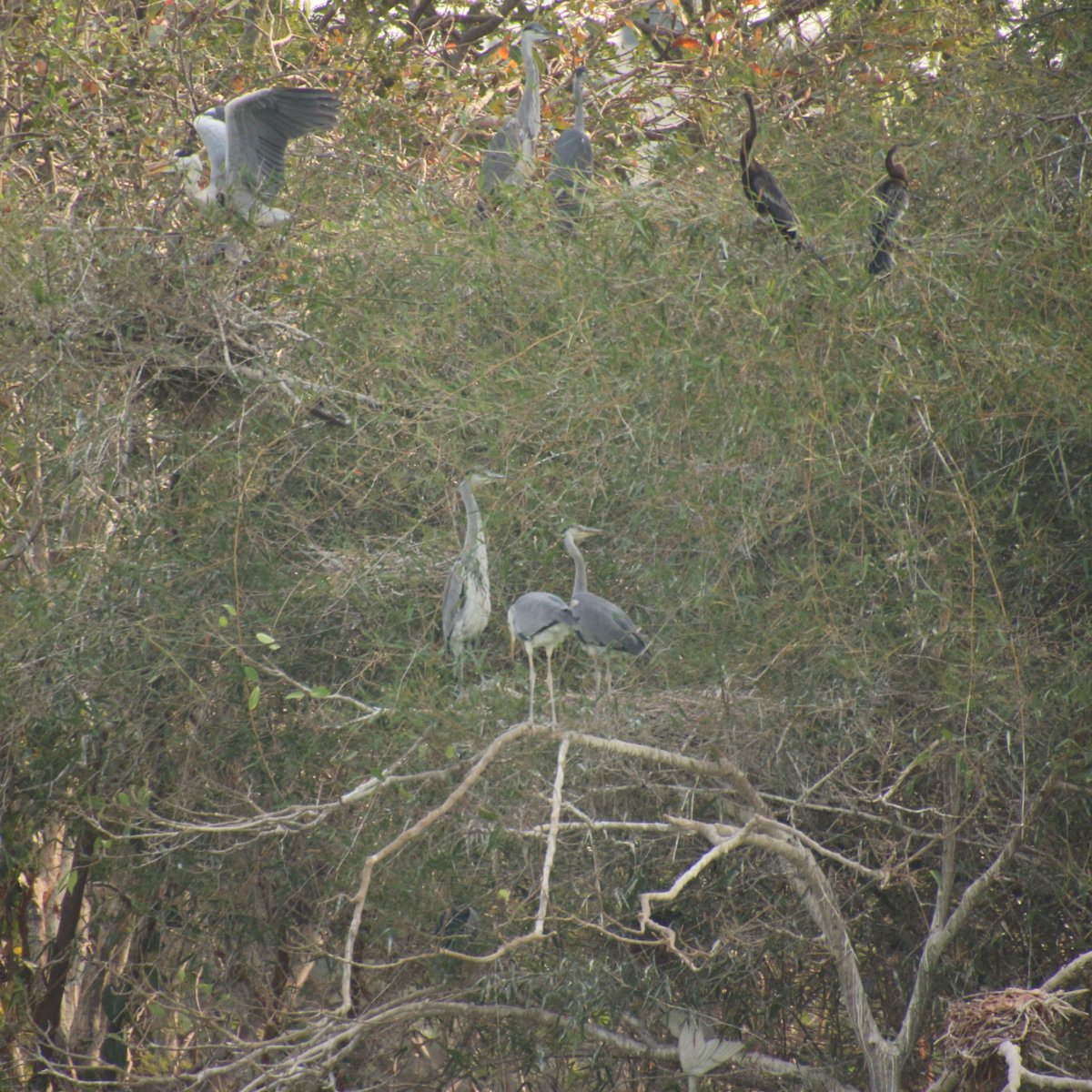 Raghavendra B Pachhapur tweet media