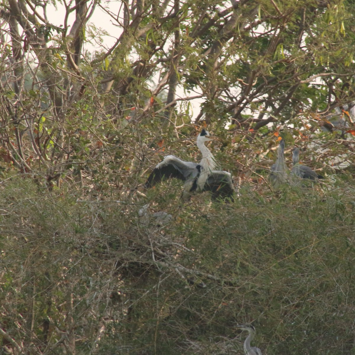 Raghavendra B Pachhapur tweet media