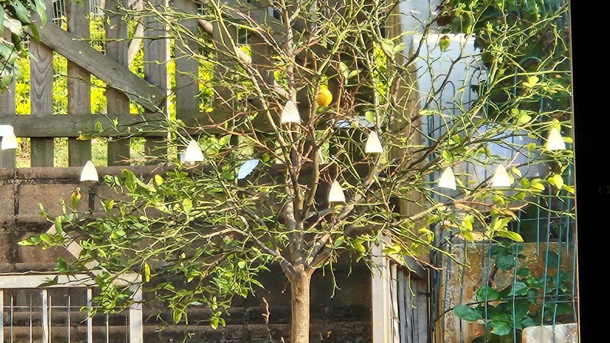 rossmannn's tweet photo. Reflection in the window of the chandelier looks like the lemon tree outside has lights in it 🍋🌲🔆 https://t.co/qBXzKN6yeU