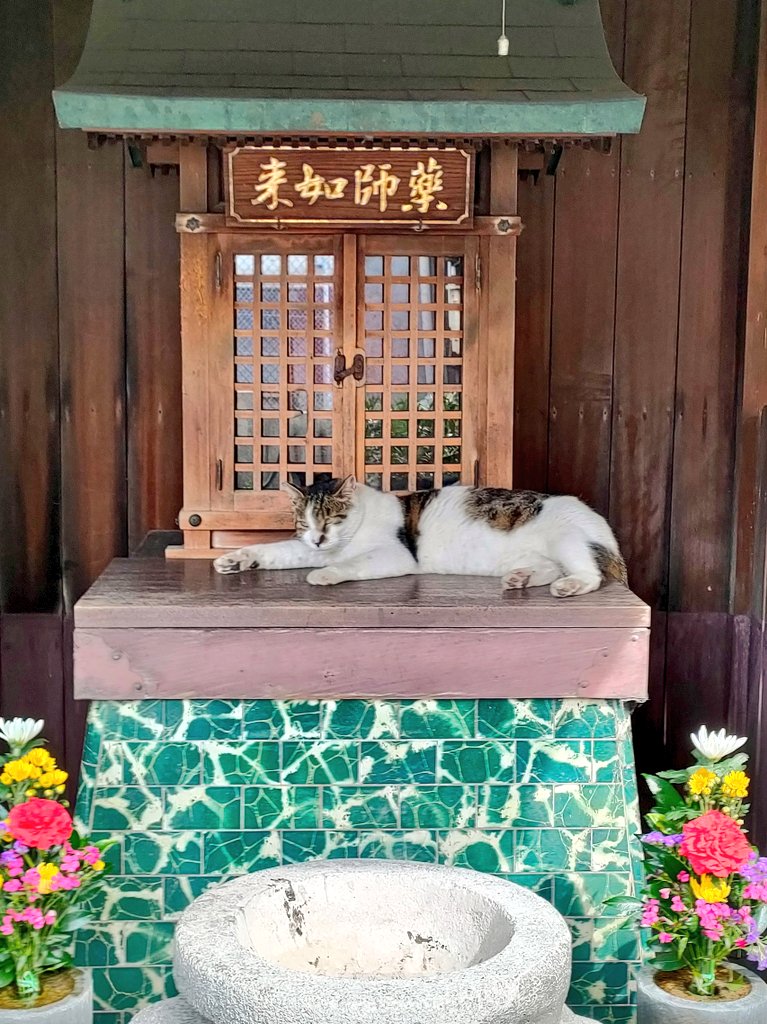 今回ちょっと不思議なことがあった。 西成の路地を歩いていたら猫が現れて、どこかに案内するように振り向きながら歩く。小さな神社に連れて行かれた。→