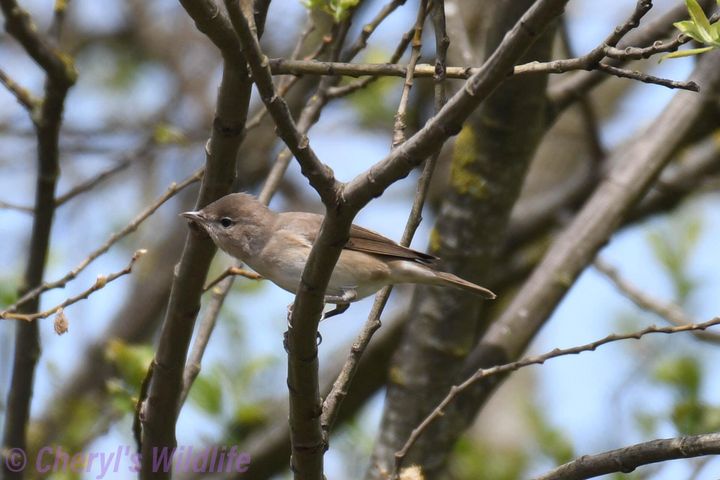 Garden warbler are now singing across the reserve (18/4) and it seems to be getting a little easier to spot Hobbies now. There are lots of St. Mark's flies around which they will be feeding on! 📷 Garden warbler by Cheryl Closs