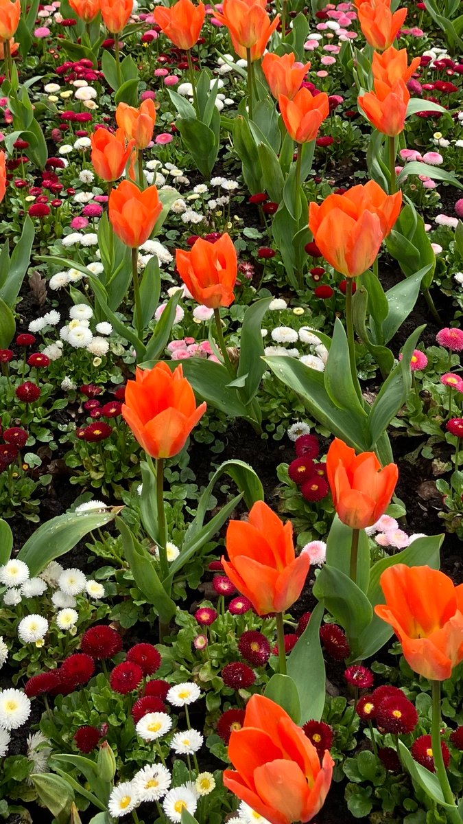 Brightening up the borough🌷🌼 Our Neighbourhoods team keep South Ribble looking wonderful all year round and we can’t believe how fabulous this year’s planting looks at the Worden Park formal gardens!🤩