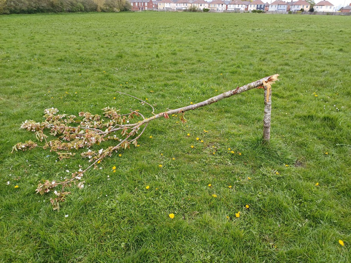 #TwitterFriends   #MindlessVandalism  Pudels walk  this morning found 3 snapped young trees and a burnt out wheelie bin on a park field. Why are there so many mindless 🤬🤬🤬s knocking around. 
#NoNead for this from #mindless   ****heads