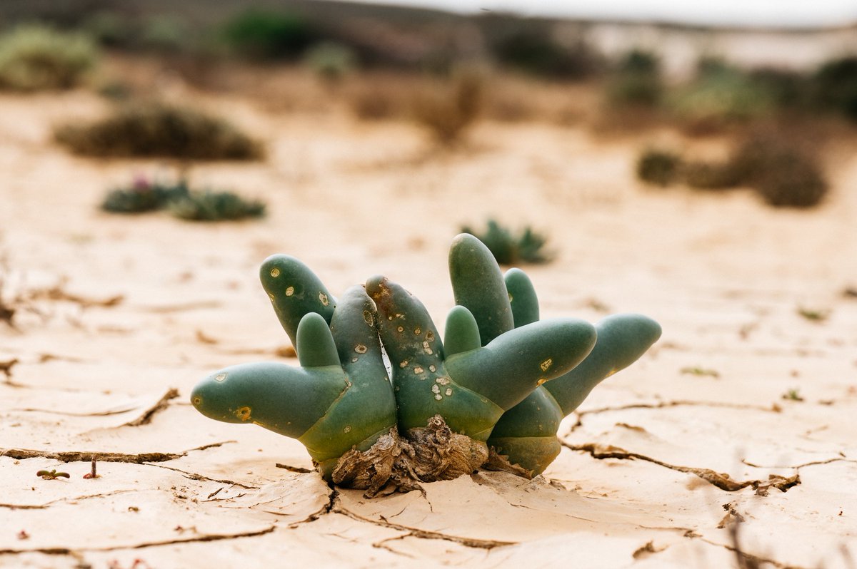 Vinger en Duimpie. Knersvlakte buite Vanrhynsdorp.