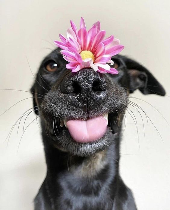 I will bring you flowers in the morning, just for the pleasure of seeing you smile.  #flowers #happythursday #dogloversforlife
