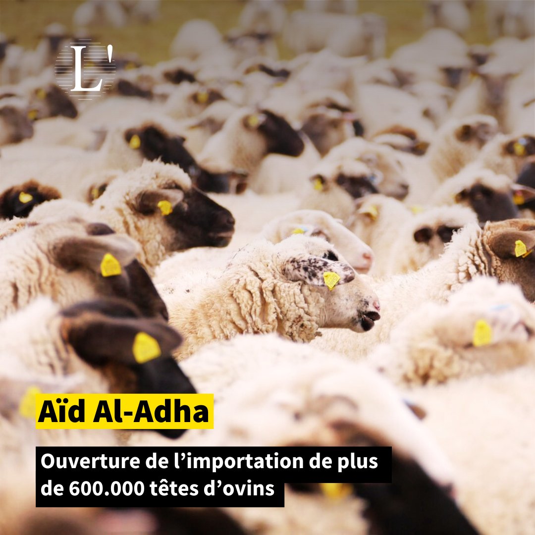 Les préparatifs pour sécuriser l’offre en bétail pour Aïd Al-Adha sont lancés. 🔗bit.ly/4ddla7M